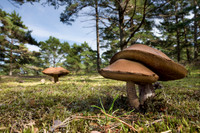 Pine Mushrooms (Matsutake)