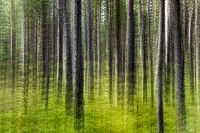 Trees in Motion