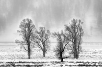 Trees in the Storm