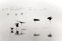 Glossy Ibis in the Mist