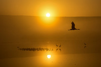 Cranes at Sunrise