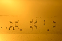 Cranes at Sunrise