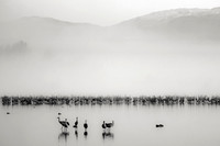 Cranes in the Mist