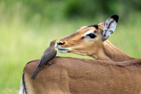 Impala with Red-billed Oxpecker on its Back