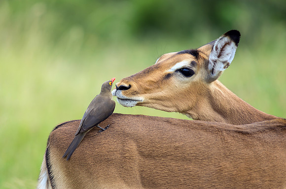 Impala with Red-billed Oxpecker on its Back