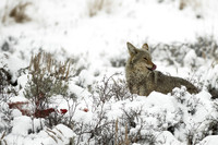 Coyote scavenging Ram