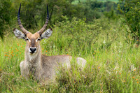 A Male Waterbuck in the Bush