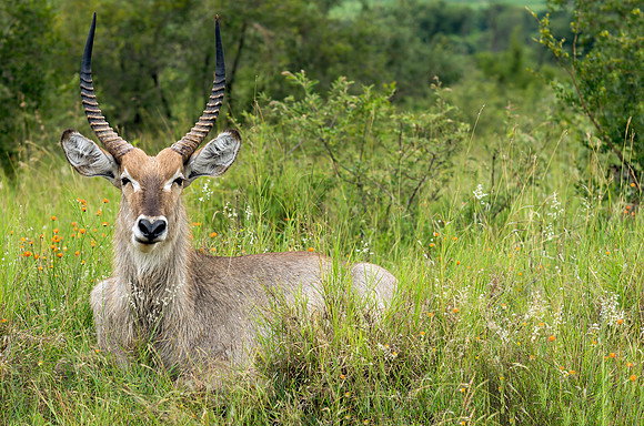 A Male Waterbuck in the Bush