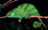Green Chameleon