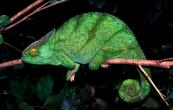 Green Chameleon