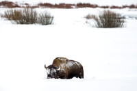 Bison in the Snow