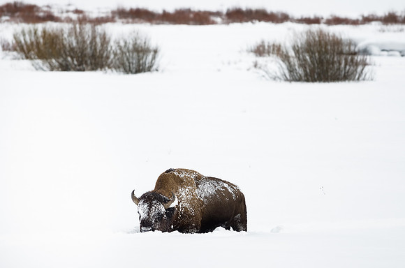 Bison in the Snow