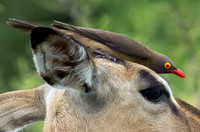 Impala and Oxpecker on its head