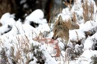 386.Yellowstone National Park-2