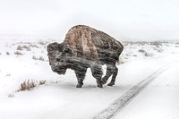 Bison in a Blizzard