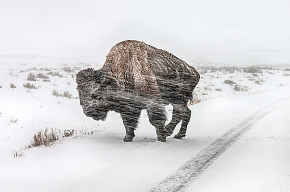 Bison in a Blizzard