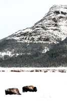 Bison in the Snow