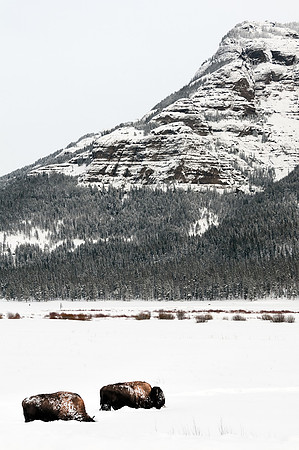 Bison in the Snow
