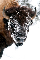 Bison