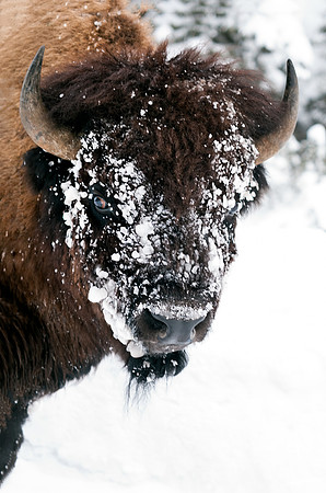 Bison