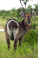 Waterbuck