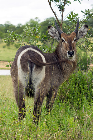 Waterbuck