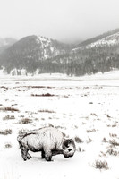 Bison in a Blizzard