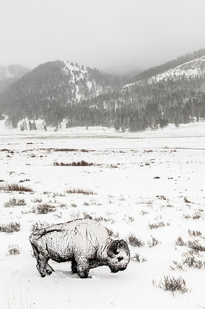 Bison in a Blizzard
