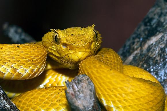 Yellow Eyelash Viper