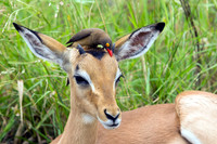 Impala with Red-billed Oxpecker on its head