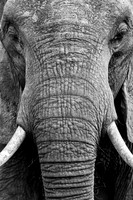 A Female Elephant in the Bush - Close-Up