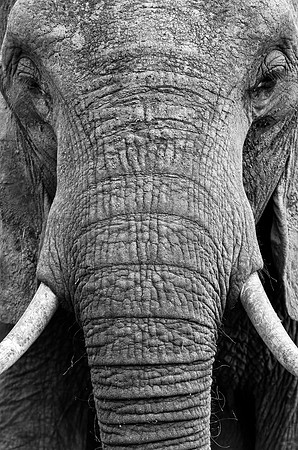 A Female Elephant in the Bush - Close-Up
