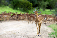 Impalas on a gravel road