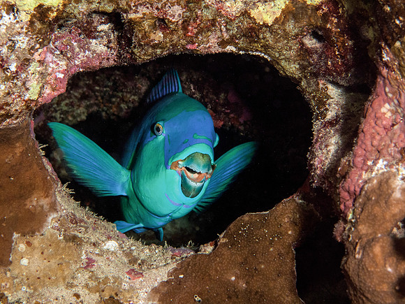 Parrotfish