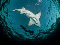 Lemon Shark and a diver