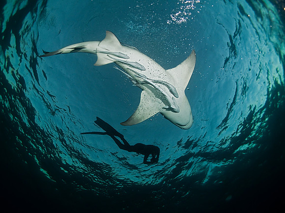 Lemon Shark and a diver