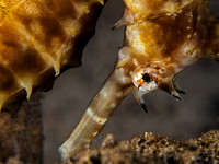 Thorny Seahorse
