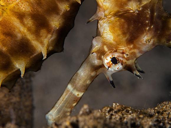 Thorny Seahorse