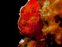 Red Frogfish