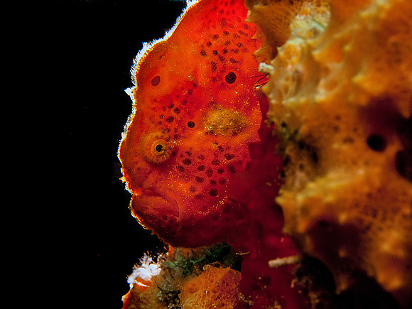 Red Frogfish