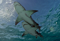 Lemon Sharks, Together