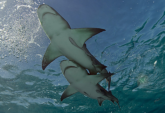 Lemon Sharks, Together