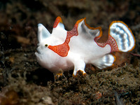 Clown Frogfish