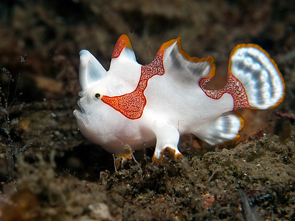 Clown Frogfish