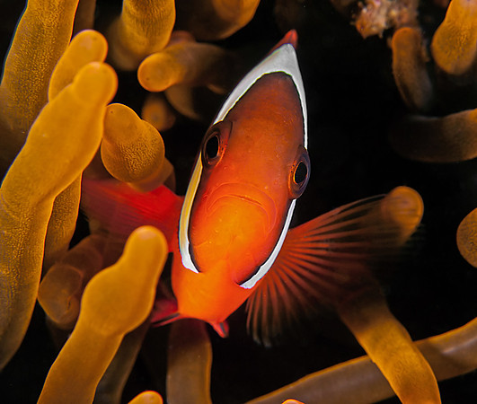 Tomato Clownfish