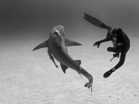 Lemon Shark