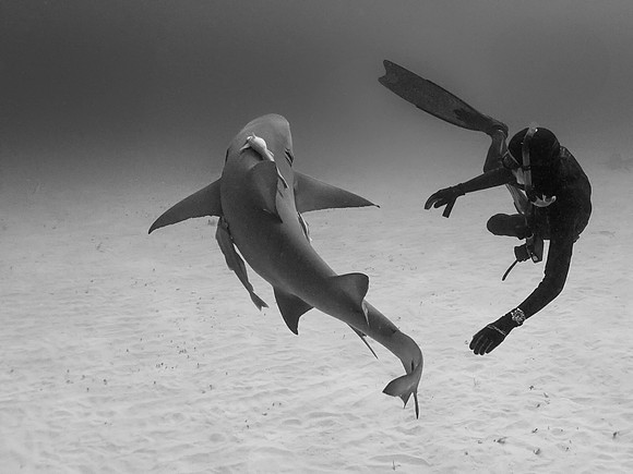 Lemon Shark