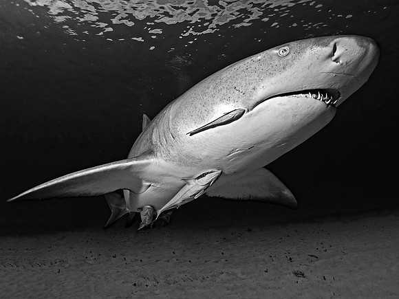 Lemon Shark