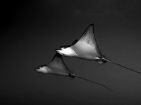 392.White-Spotted Eagle Ray B&W