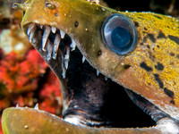 Moray Eel's Teeth